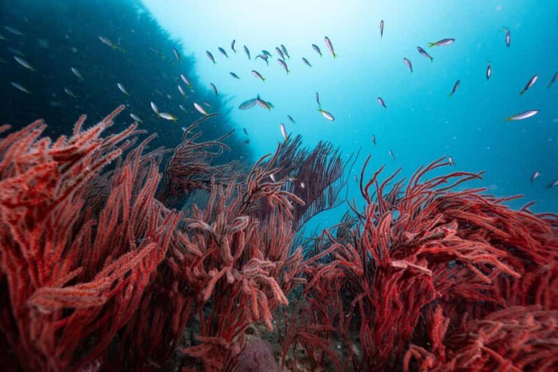 Koh Lipe: 3-Day Open Water Certification Course in Paradise - FAQ