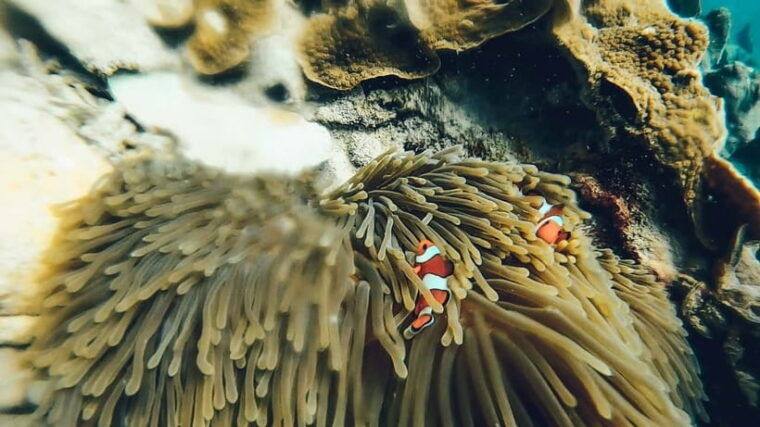 Koh Lipe: 3 Island Snorkeling & Fishing Tour - Snorkeling Excursion