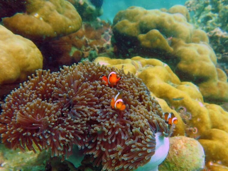 Koh Lipe: 5 Island Snorkeling Trip by Longtail Boat W/ Lunch - Participant Restrictions