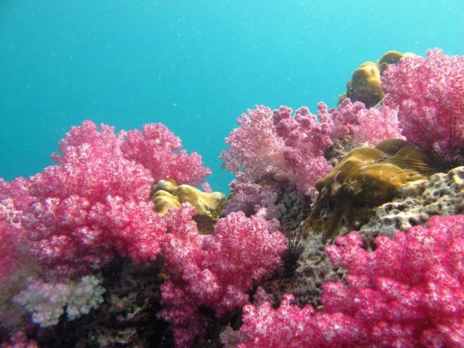 Koh Lipe: 5 Island Snorkeling Trip by Longtail Boat W/ Lunch - Important Tips for Travelers