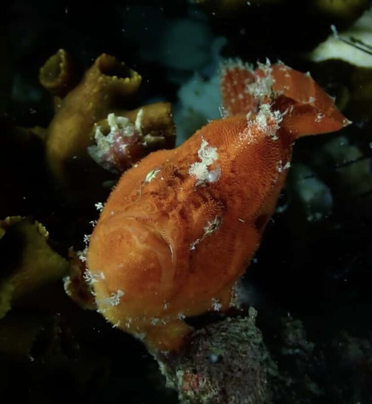 Koh Lipe: Discover SCUBA Diving - Half Day Tour - 1 Dive - Authentic Insights from Reviews