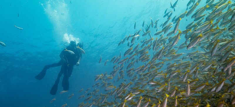 Koh Lipe Full Day Scuba Diving - At a glance