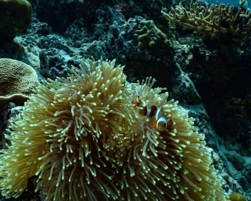 Koh Lipe: Fun Dive for Certified Divers - Good To Know