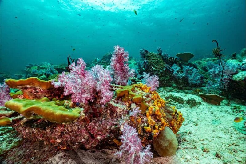 Koh Lipe: Fun Dive for Certified Divers - Introduction: What to Expect from the Koh Lipe Certified Diver Experience