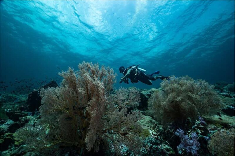 Koh Lipe: Fun Dive for Certified Divers - Detailed Breakdown of the Itinerary and Experience