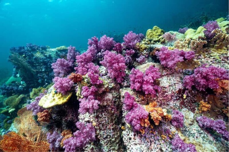 Koh Lipe: Fun Dive for Certified Divers - Who Will Love This Tour?