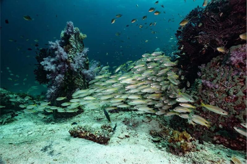 Koh Lipe: Fun Dive for Certified Divers - Good To Know