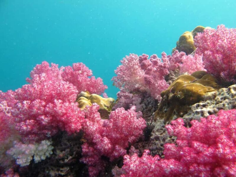 Koh Lipe Golden Odyssey: The Ultimate 8-Island Sunset Escape - The Sum Up: Who Will Love This Tour?