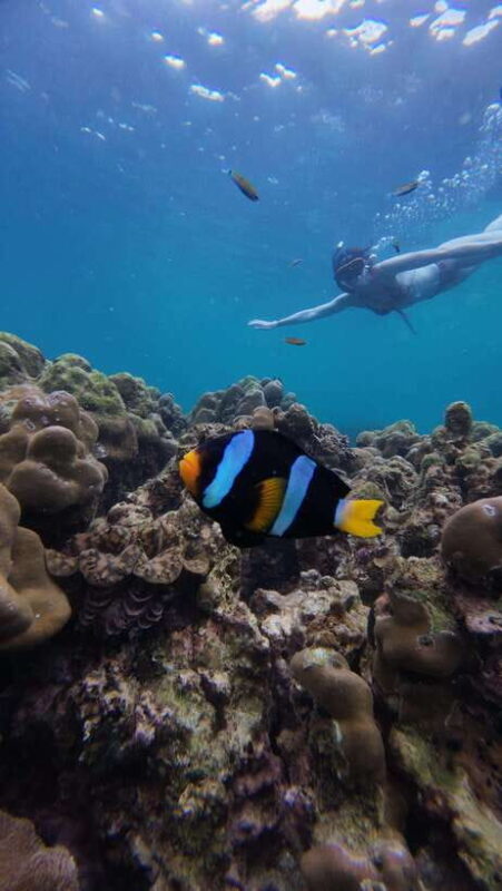 Koh Lipe: Half-Day Snorkeling (Morning/Afternoon/Sunset) - Experience the Magic of Koh Lipe’s Underwater World