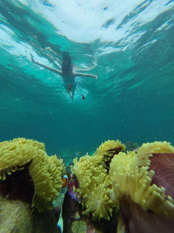 Koh Lipe: Half-Day Snorkeling (Morning/Afternoon/Sunset) - Practical Details & Considerations
