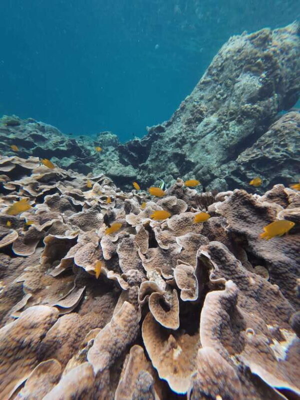 Koh Lipe: Half-Day Snorkeling (Morning/Afternoon/Sunset) - FAQs