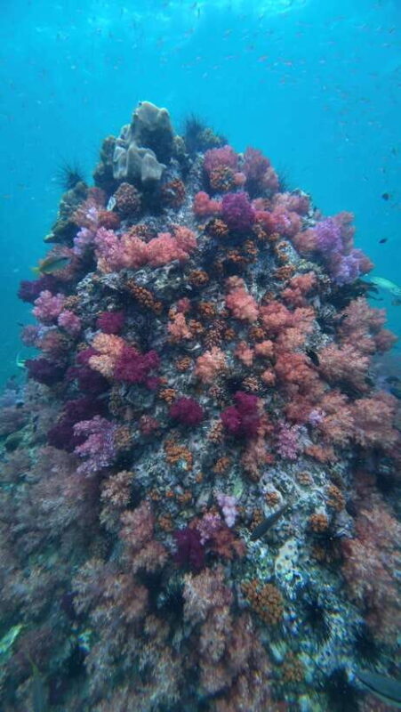 Koh Lipe: Half-Day Snorkeling (Morning/Afternoon/Sunset) - Who Should Consider This Tour?