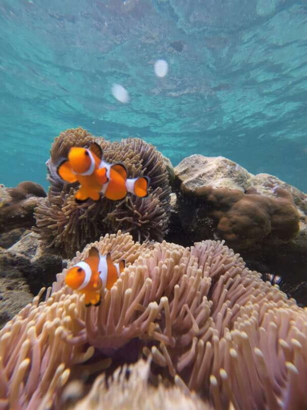 Koh Lipe: Half-Day Snorkeling (Morning/Afternoon/Sunset) - FAQ