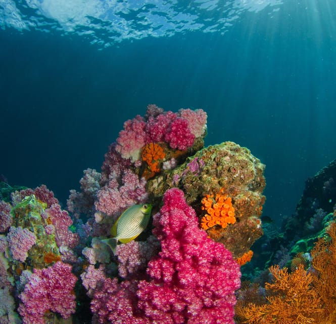 Koh Lipe: Island Hopping by Private Longtail Boat W/ Snorkel - Boat and Crew