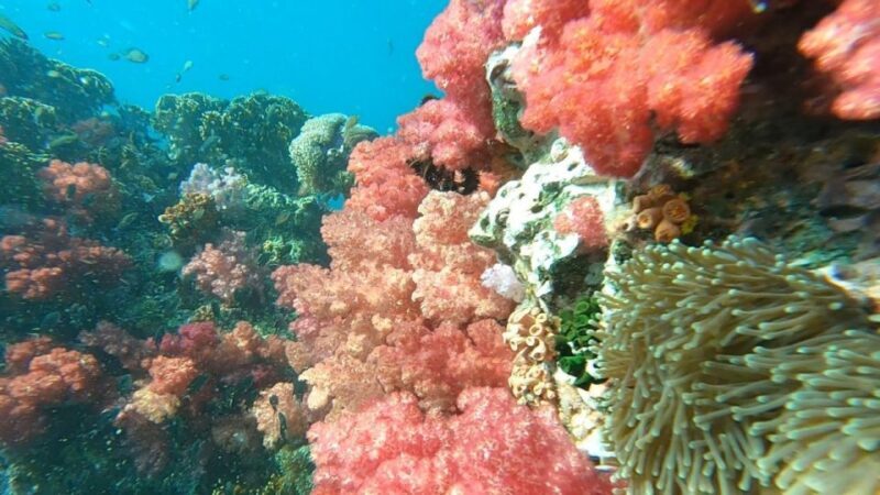 Koh Lipe: Longtail Boat Snorkeling Trip Program A - A Deep Dive into the Experience