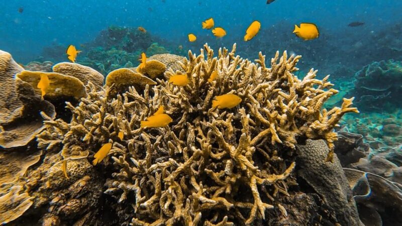 Koh Lipe: Longtail Boat Snorkeling Trip Program A - FAQ