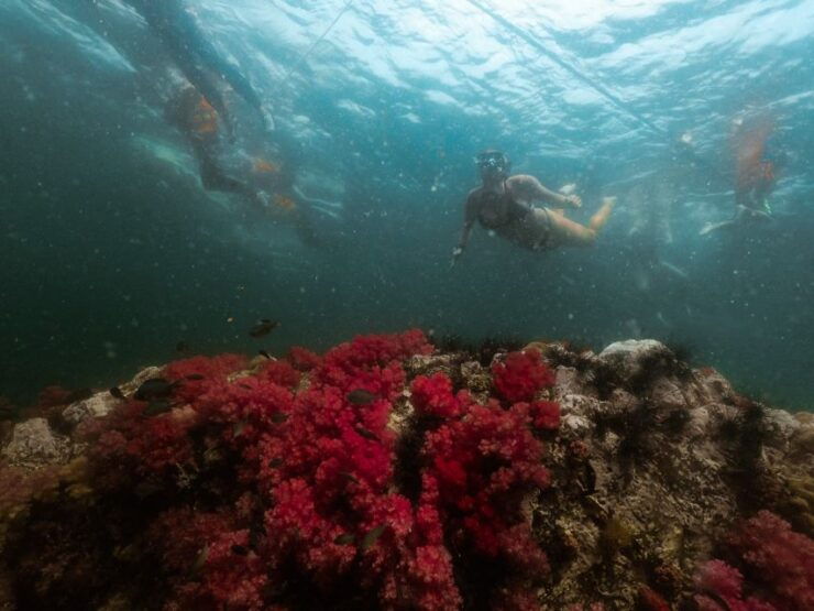 Koh Lipe: Longtail Boat Snorkeling Trip With Lunch - Cancellation Policy and Booking Flexibility