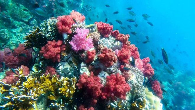 Koh Lipe: Longtail Boat Snorkeling Trip With Lunch - Snorkeling Experience and Photo Opportunities
