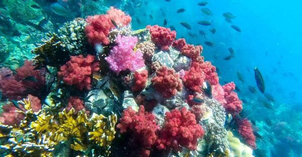 Koh Lipe: Longtail Boat Snorkeling Trip With Lunch - Adang Island: Underwater Videos and Meeting Point