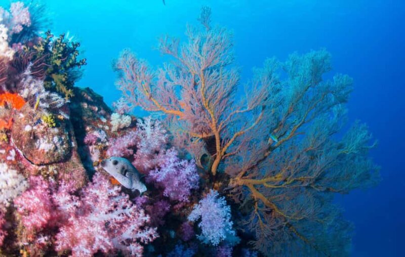 Koh Lipe: Marine Park Guided Scuba Tour for Certified Divers - Good To Know