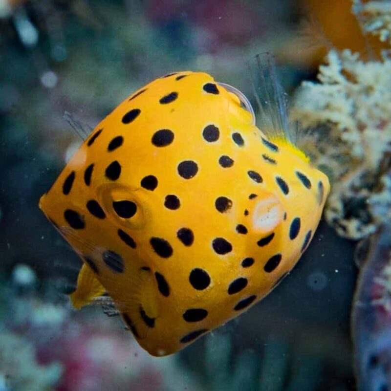 Koh Lipe: Marine Park Guided Scuba Tour for Certified Divers - The Variety of Dive Sites & Marine Life