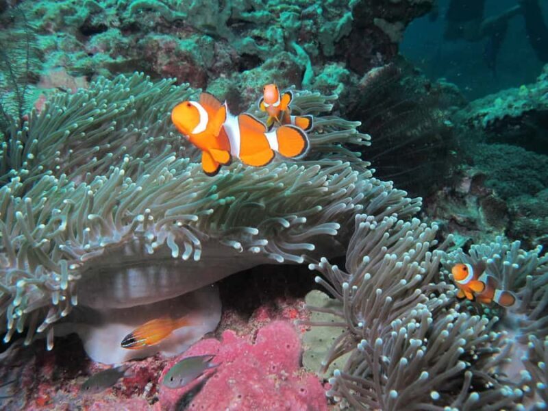 Koh Lipe: Marine Park Guided Scuba Tour for Certified Divers - Why This Tour Stands Out