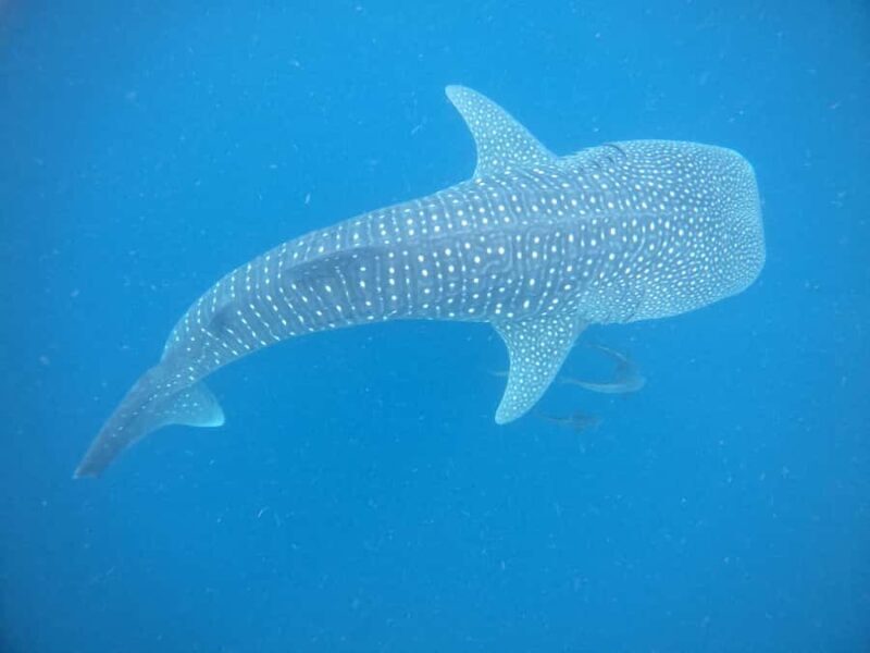 Koh Lipe: Marine Park Guided Scuba Tour for Certified Divers - Who Is This Tour Best For?