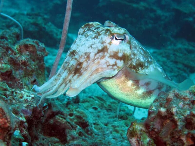 Koh Lipe: Marine Park Guided Scuba Tour for Certified Divers - Good To Know