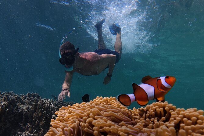 Koh Lipe Morning Snorkeling Trip 4 Islands, 5 Spots - An In-Depth Look at the Koh Lipe Morning Snorkeling Trip