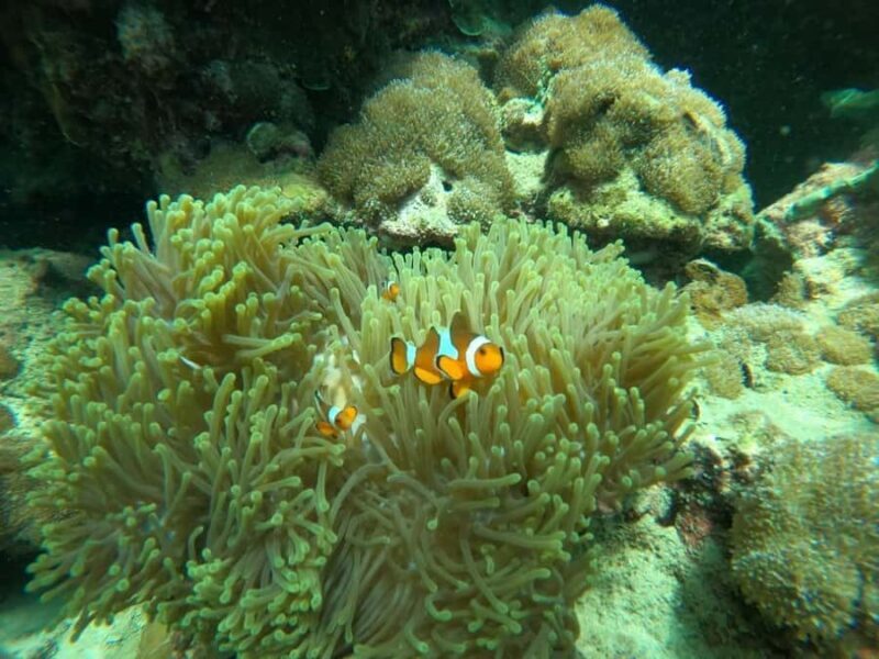 Koh Lipe: Private Boat Ride with 7 Top Snorkeling Spots - A Closer Look: What to Expect from the Tour