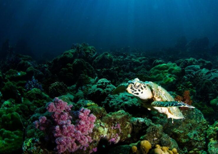 Koh Lipe: Private Snorkeling and Sunset Long Tail Boat Tour - Experience