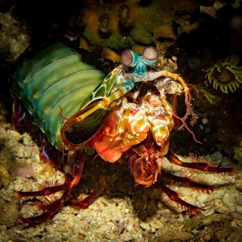 Koh Lipe: Scuba Refresher and Fun Dive for Certified Divers - Who Should Consider This Tour?