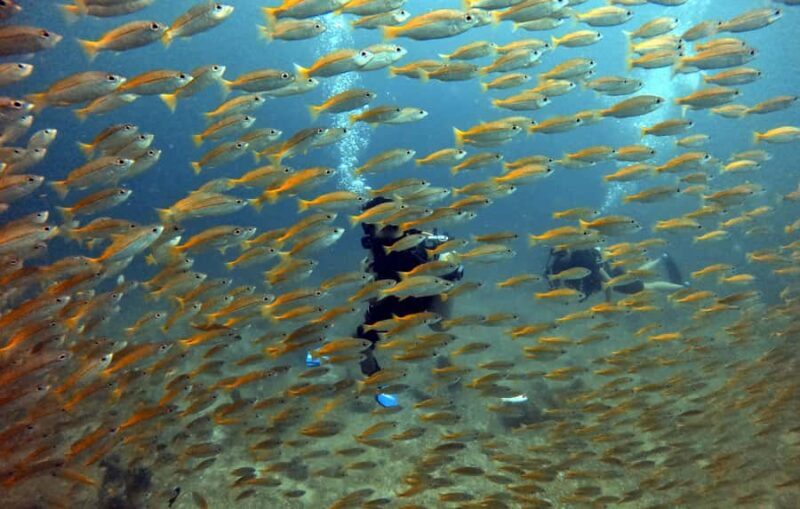 Koh Lipe: Scuba Refresher and Fun Dive for Certified Divers - Transportation and Group Size