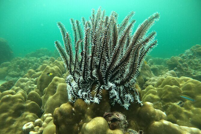 Koh Lipe Unseen 7 Islands Day Tour by Private Longtail Boat - Koh Mai Phai: The Anemone Wonderland