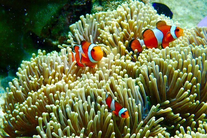 Koh Lipe Unseen 7 Islands Day Tour by Private Longtail Boat - Jabang Dive Site: Seven-Colored Coral