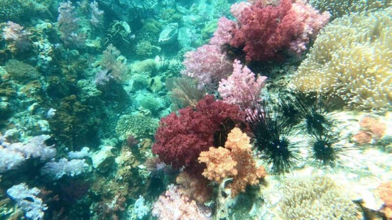 Koh Lipe:One Day Trip Join Snorkeling Program B(7spots) - Who Is This Tour Best For?