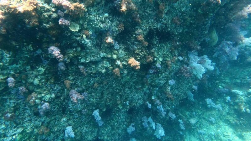 Koh Lipe:One Day Trip Join Snorkeling Program B(7spots) - FAQs