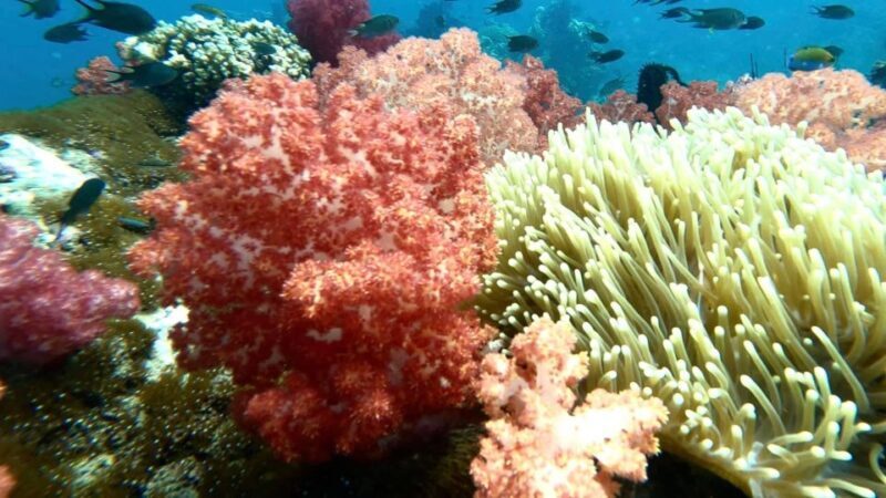 Koh Lipe:Snorkeling Program 2 Private boat lunch included - Pricing & Value