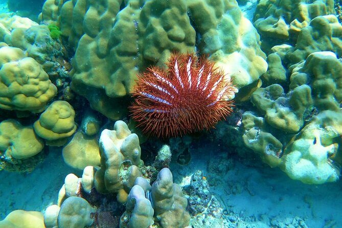 Koh Ma Half Day Snorkeling From Lanta - Final Thoughts