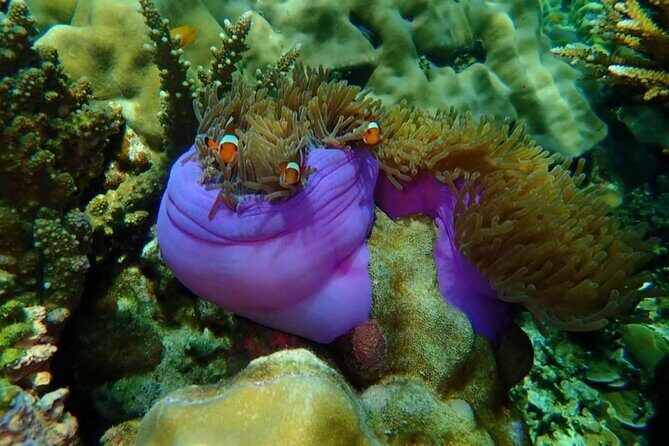 Koh Ma Half Day Snorkeling From Lanta - Who Is This Tour Best For?