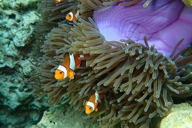 Koh Ma Half Day Snorkeling From Lanta - Final Thoughts