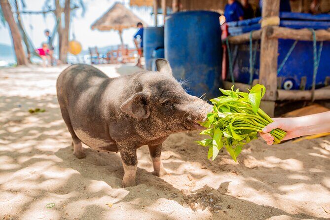 Koh Madsum and Koh Tan Snorkeling Trip By Speedboat From Koh Samui - Who Is This Tour Best Suited For?