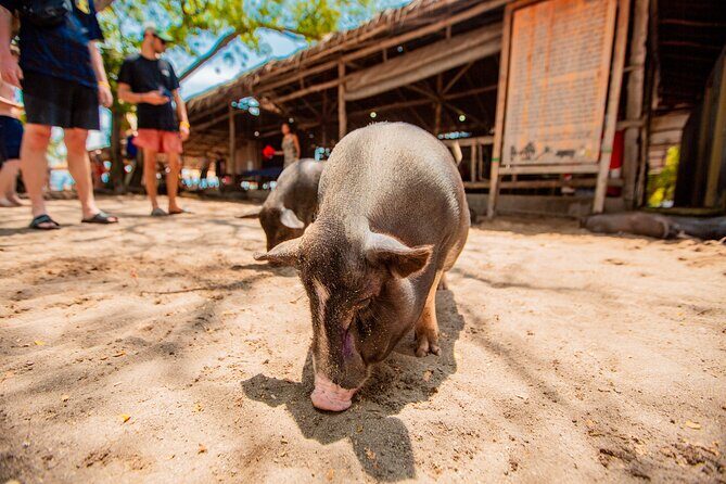 Koh Madsum and Koh Tan Snorkeling Trip By Speedboat From Koh Samui - FAQ