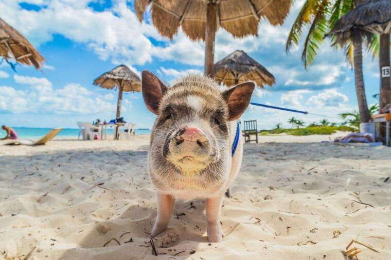 Koh Madsum, Koh Tan & Koh Rap: Private Tour by Speedboat - Exploring Koh Madsum (Pig Island)