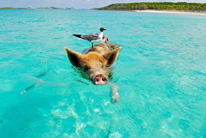 Koh Madsum, Koh Tan & Koh Rap: Private Tour by Speedboat - Visiting Koh Rap