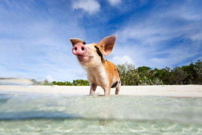 Koh Madsum, Koh Tan & Koh Rap: Private Tour by Speedboat - Frequently Asked Questions