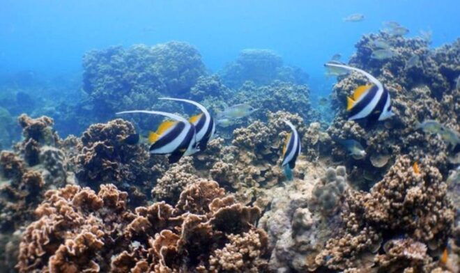 Koh Phangan: Koh Nang Yuan and Koh Tao Snorkeling Tour - Inclusions and Important Information