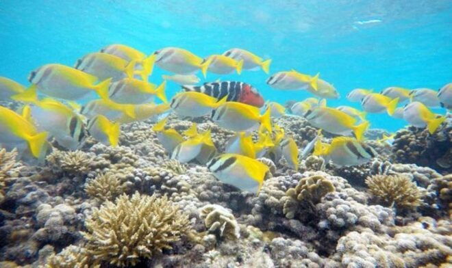 Koh Phangan: Koh Nang Yuan and Koh Tao Snorkeling Tour - Accessibility Considerations