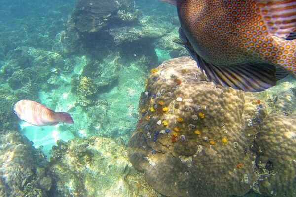 Koh Phangan: Koh Nangyuan & Koh Tao Boat Tour & Snorkeling - Tips for a Great Experience