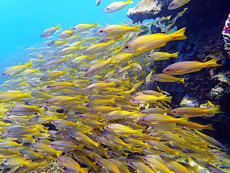 Koh Phangan: Longtail Boat Snorkeling Tour to Bottle Beach - Who Is This Tour Best For?